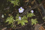 Southern butterwort